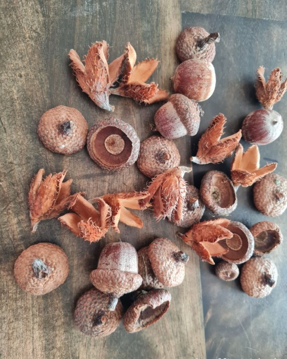 Bastel-Idee für den Herbst: Eichel-Diamanten!